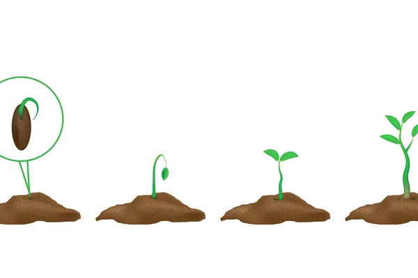 When to Plant?