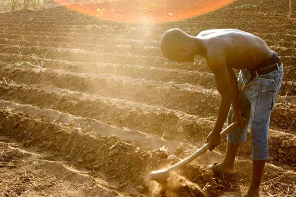 Digitalisation in African agriculture as a means to beat COVID and hunger pandemic