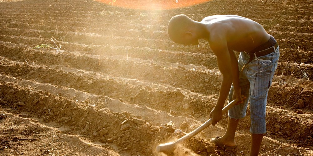 Digitalisation in African agriculture as a means to beat COVID and hunger pandemic